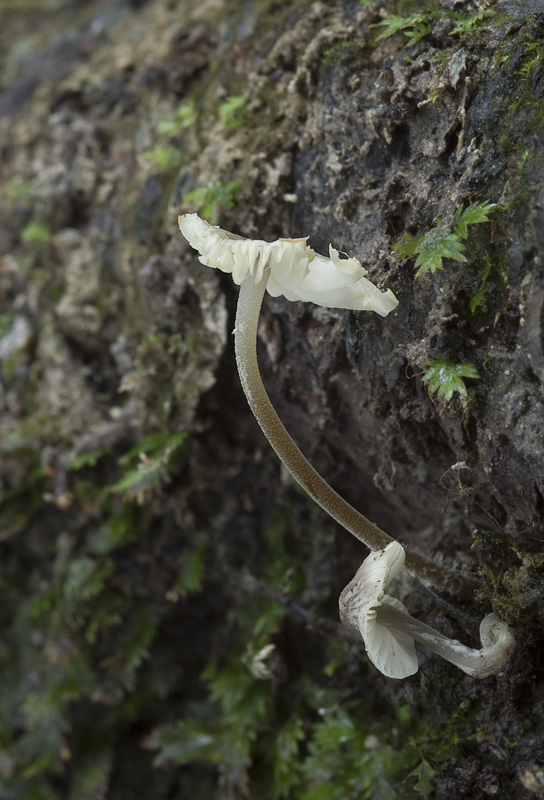 Mycenella trachyspora